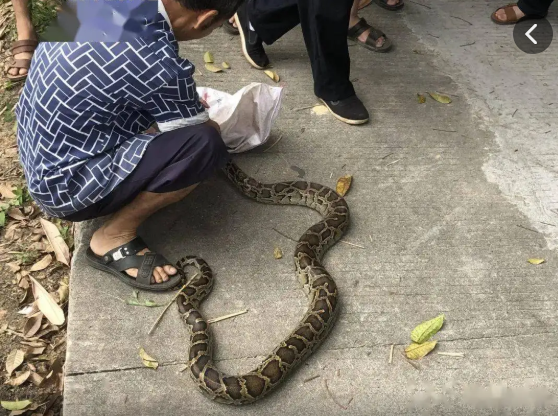 捕蛇